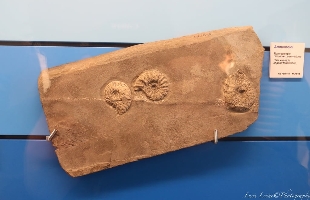 Besano museo dei fossili