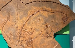 Museo dei fossili di Besano 