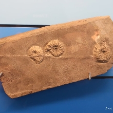 Besano museo dei fossili