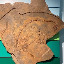 Museo dei fossili di Besano 