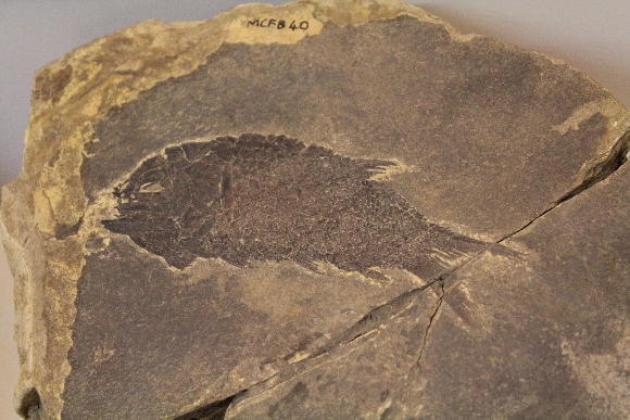 Fossili dal Monte S. Giorgio