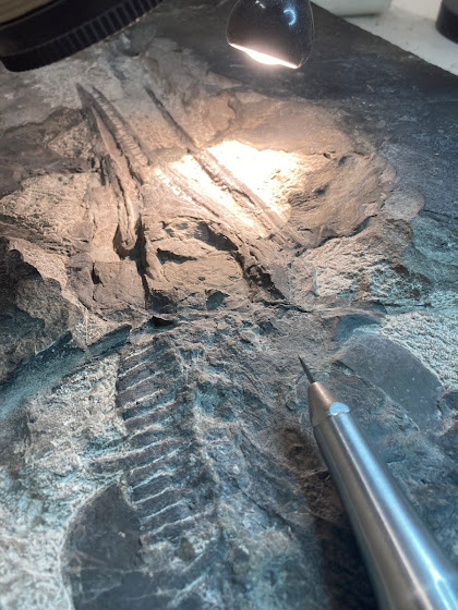 Besano restuaro museo dei fossili