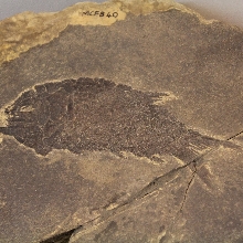 Fossili dal Monte S. Giorgio