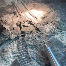 Besano restuaro museo dei fossili